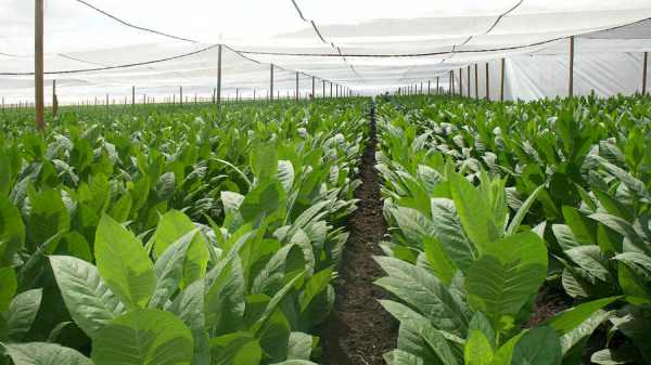 Cigar Wrapper Tobacco Research