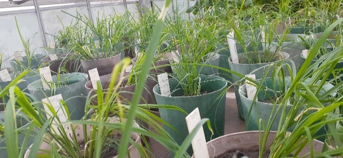 Katambora Rhodes Grass Research