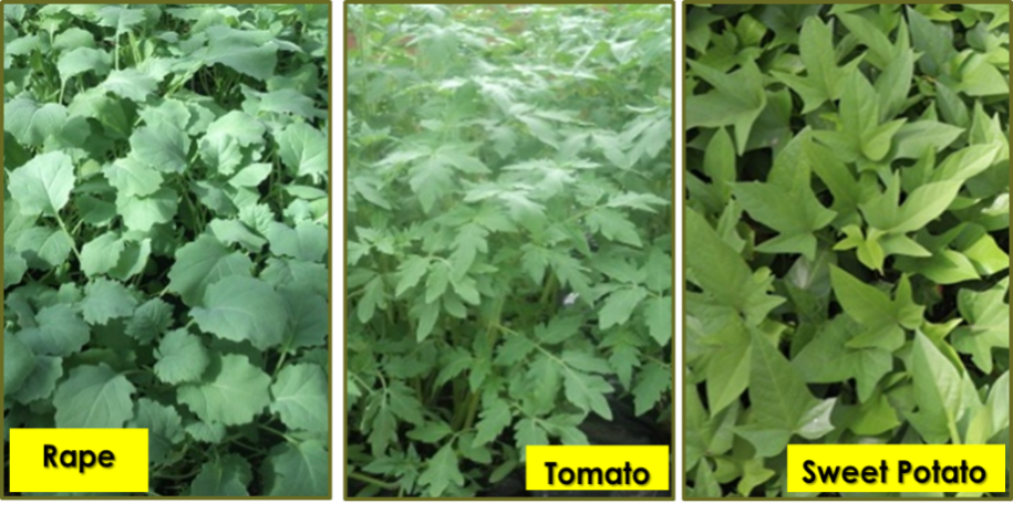 New Plant Breeding Techniques Show Promise