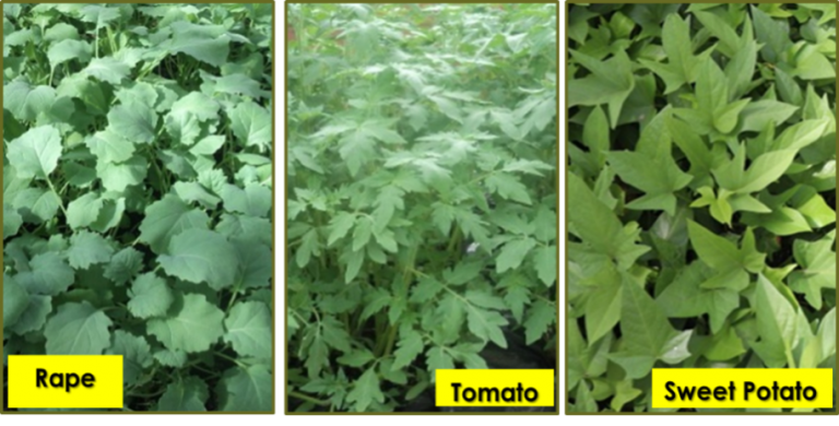 Horticultural Plantlets