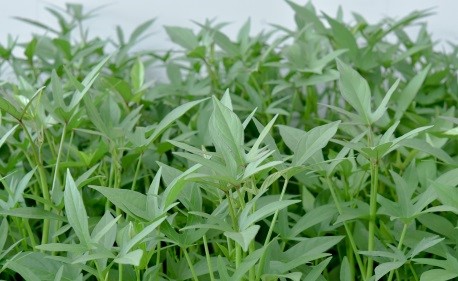 Tissue Culture Plantlets