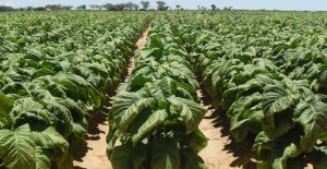 Breakthrough in Tobacco Disease Resistance Research